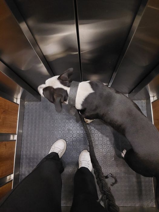 Гледане на животни (10г опит)