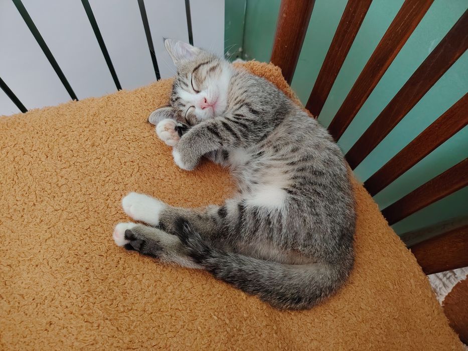Котята два месяца