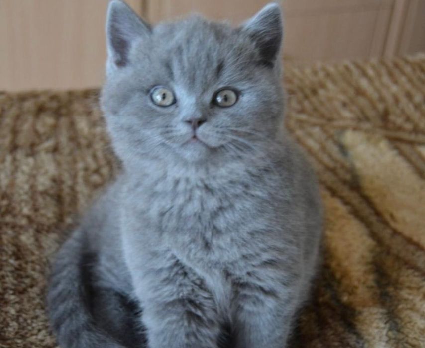 Продаются британские котята
