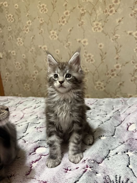 Котята породы Мейн-кун