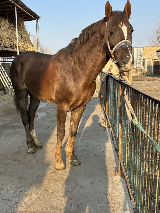 Айғыр сатылады