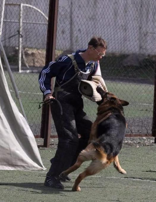 Зоогостиница для собак