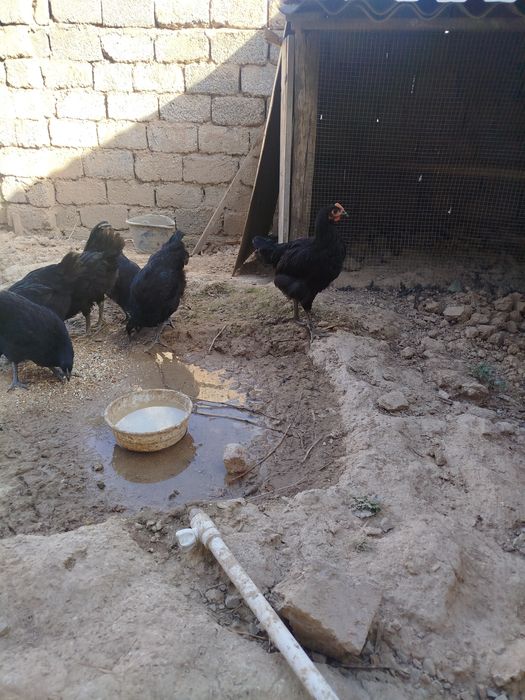 Jersi gigant horozlari