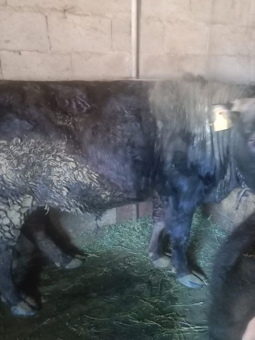 Продам быка, год и 7 месяцев