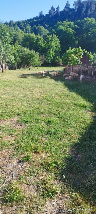 Teren intravilan  (gradina)