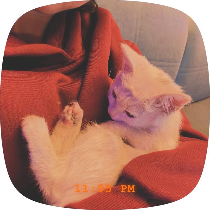 Отдам котёнка в добрые руки