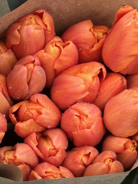 Тюльпаны оптом Алматы(область)