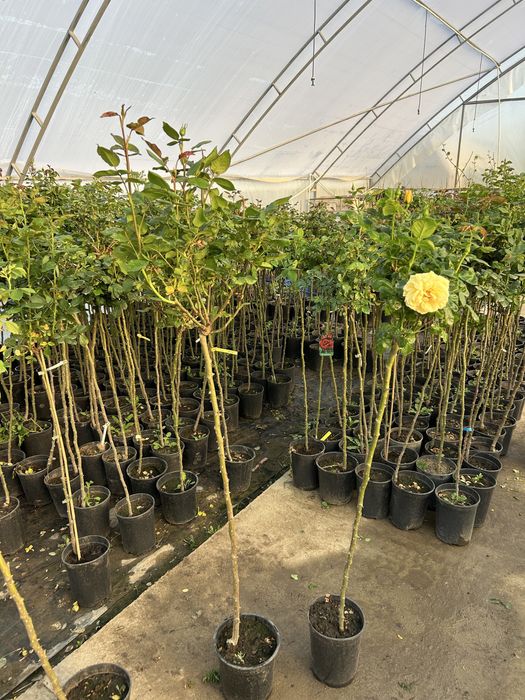 Trandafir copac la ghiveci