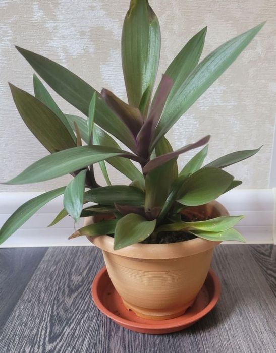 Продам комнатные цветы