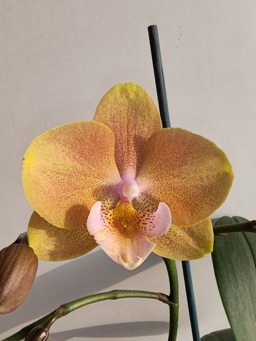 Орхидея фаленопсис