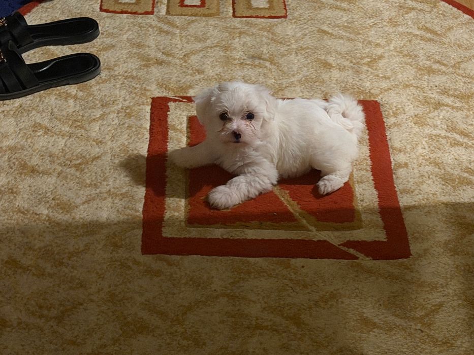 Bichon Maltez mini toy