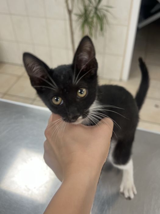 Motan pentru adoptie