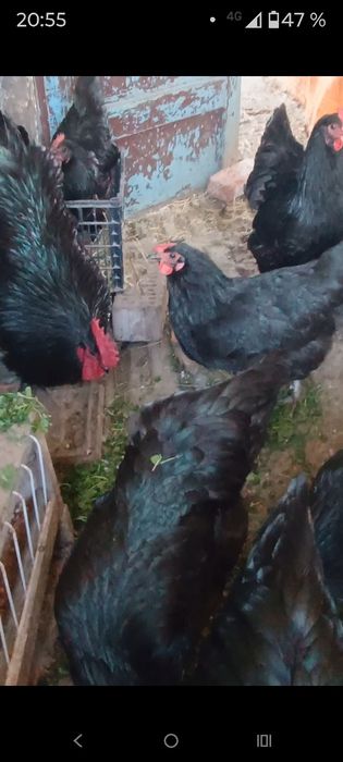 Pui de găină rasa mixta și pitici găini australorp negru