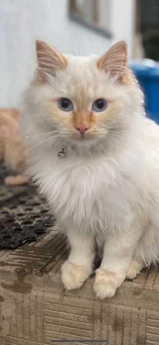 Пропали два кота