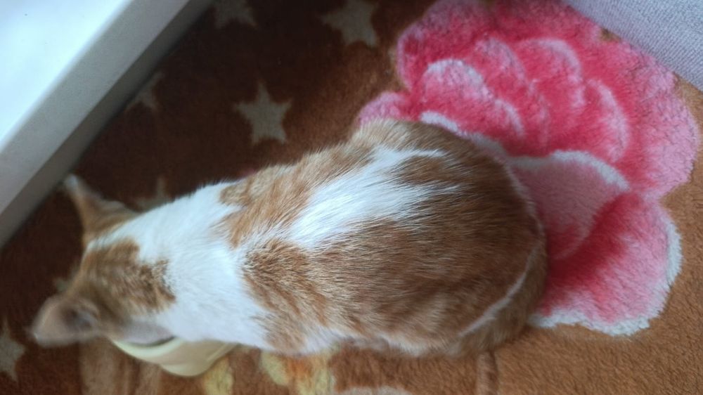 Котенок ищет дом