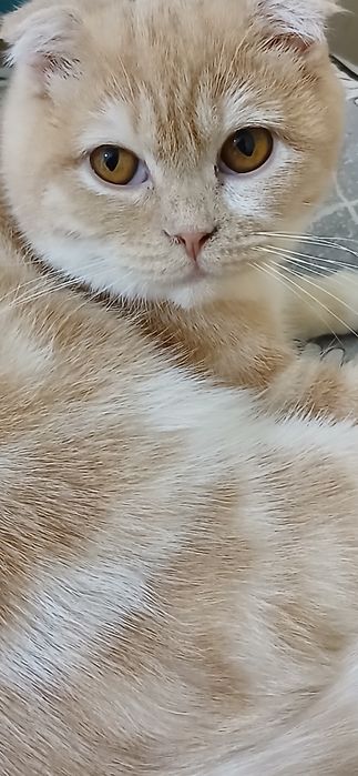 Скотиш фолд қизбола