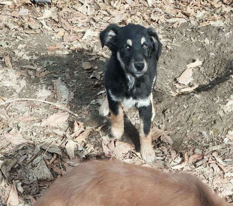 Щенок 3,5 месяца девочка