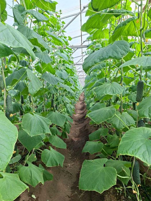Продам тепличный комплекс