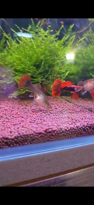 Гуппи Ред Роза чистая линия