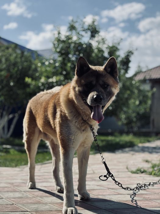 Вязка Американская Акита