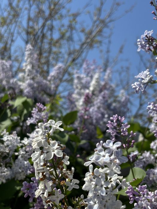Апрельская сирень