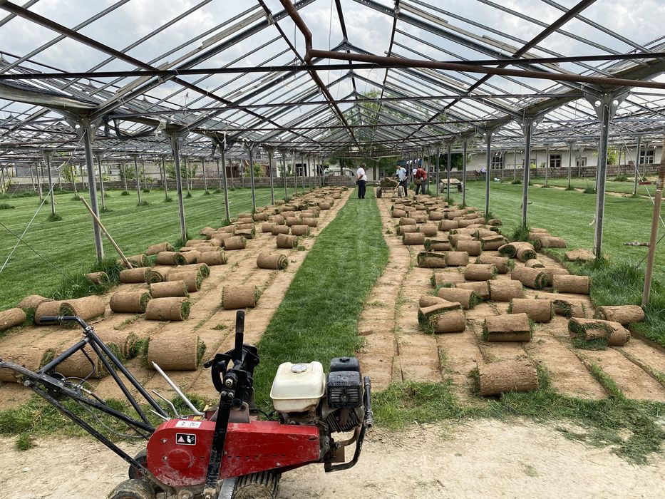 Gazon urug’i va rulonli, avtopoliv, landshaft dizayn, daraxt dorilash