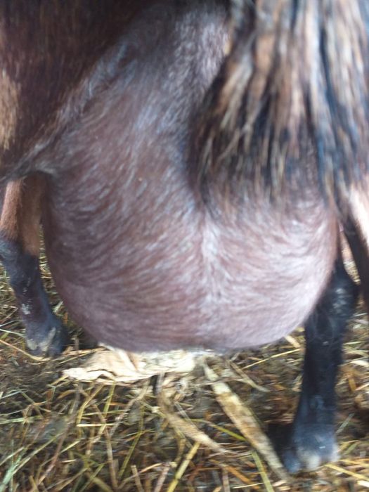 Capre Alpine Franceze