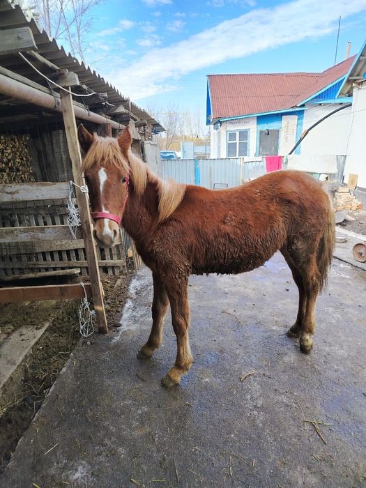 Продам ат тай тай