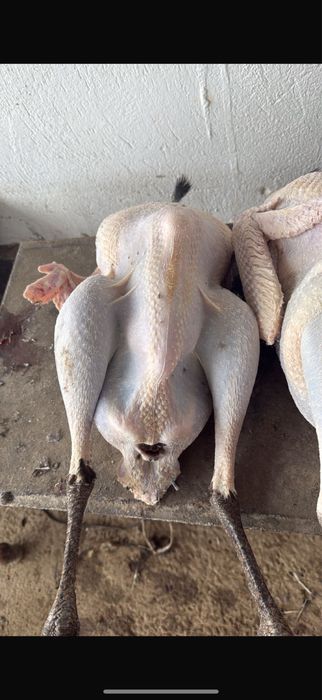 Продам индюки ………