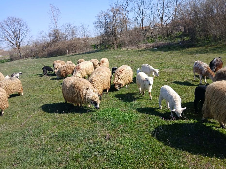 Vand 28 de oi turcane tinere