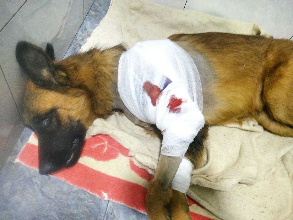 Mojizani bosib o'tgan qahramon it uchun uy izlayapmiz