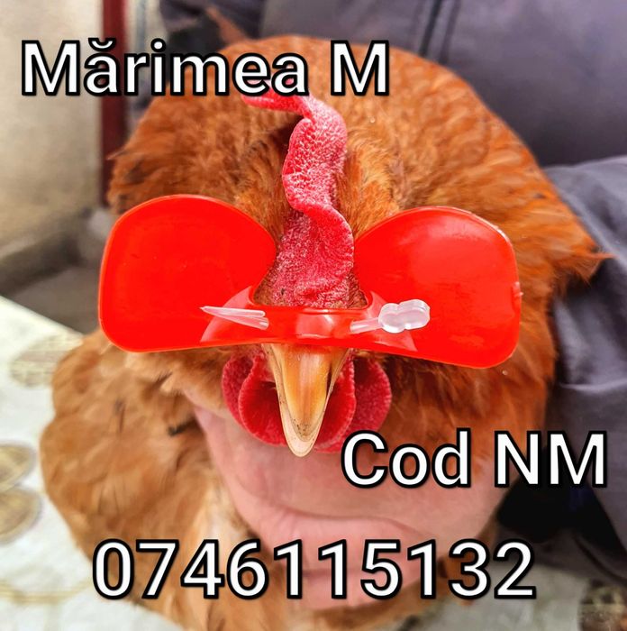 Pasari Fazani Gaini Pauni Cocosi -OCHELARI - NL