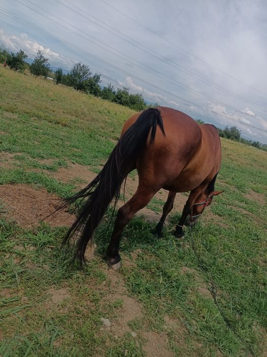 Vind iapa virstă 7 ani cu pașaport,  blinda învățată la căruță, tirisi.