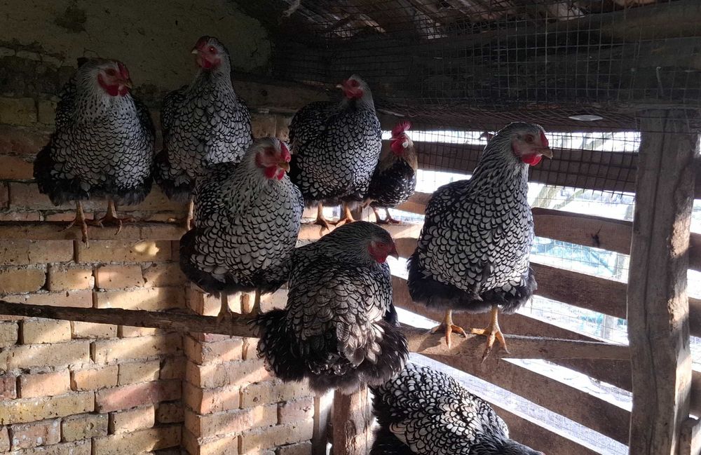 Свободни яйца от виандот