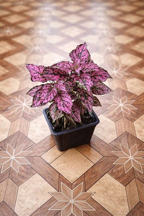 Бегонии, Гипоэстес, Традесканции