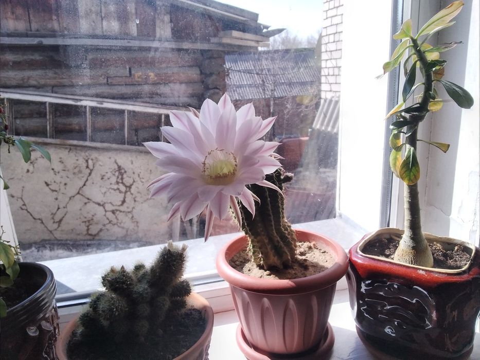 Молодой цветущий кактус