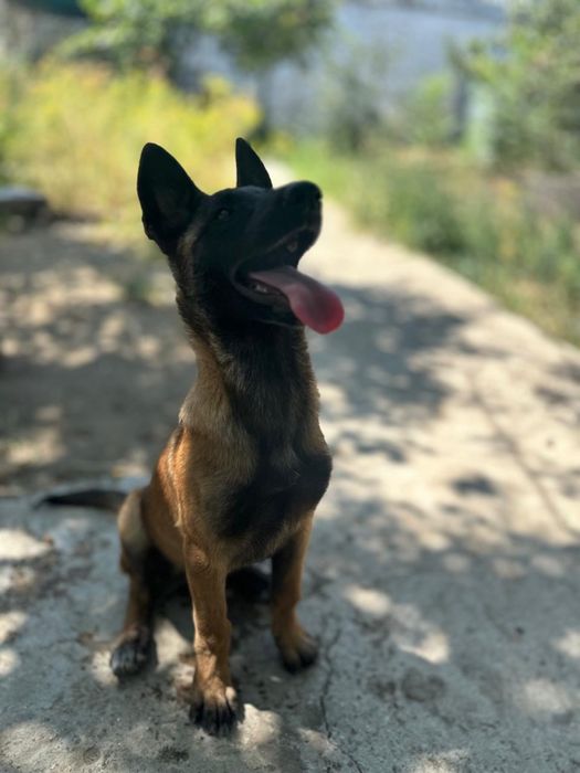 Малинуа Белгиская овчарка