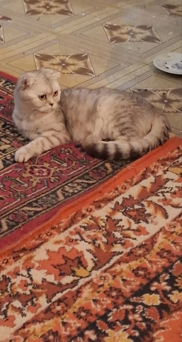 Продам породистых котят