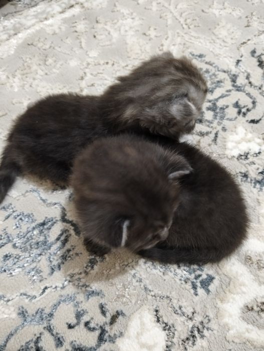 Шотландские вислоухие