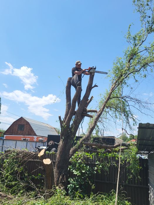 Спил деревьев агаш кесемиз