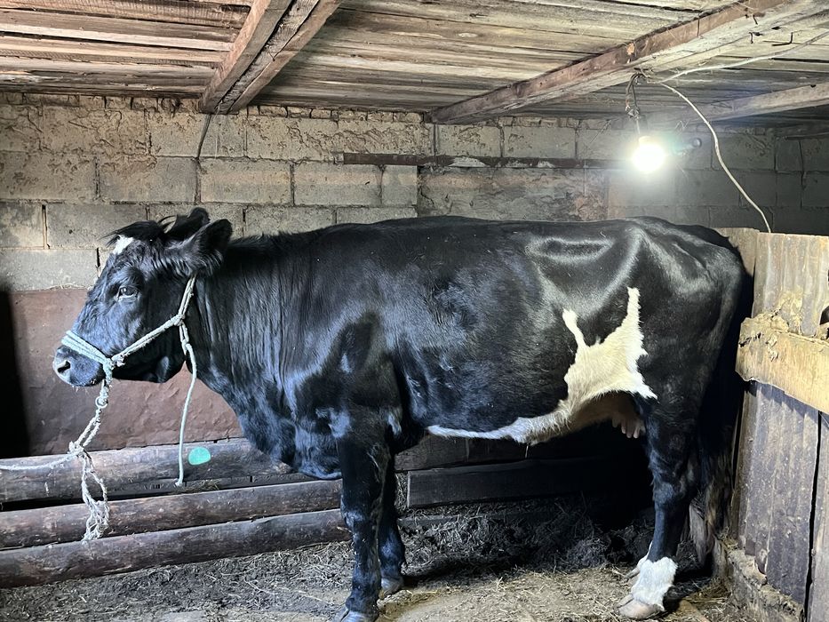 Продам корову срочно