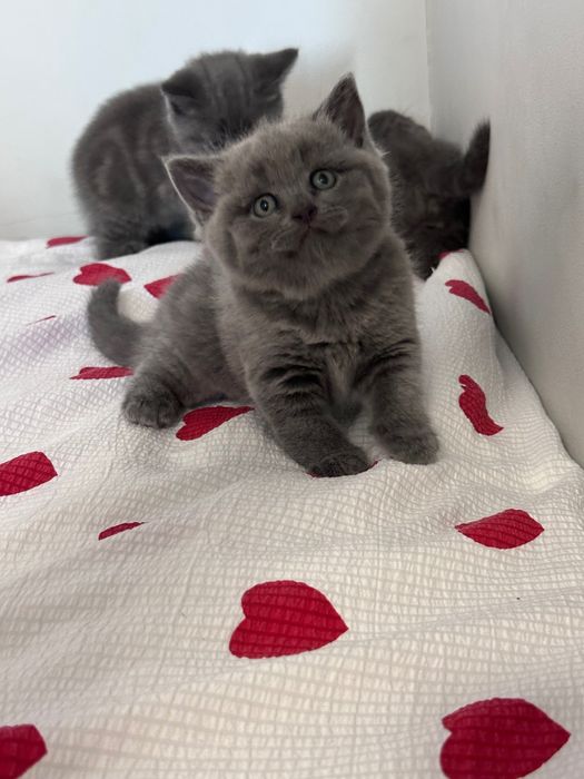 Продам котят , британцы