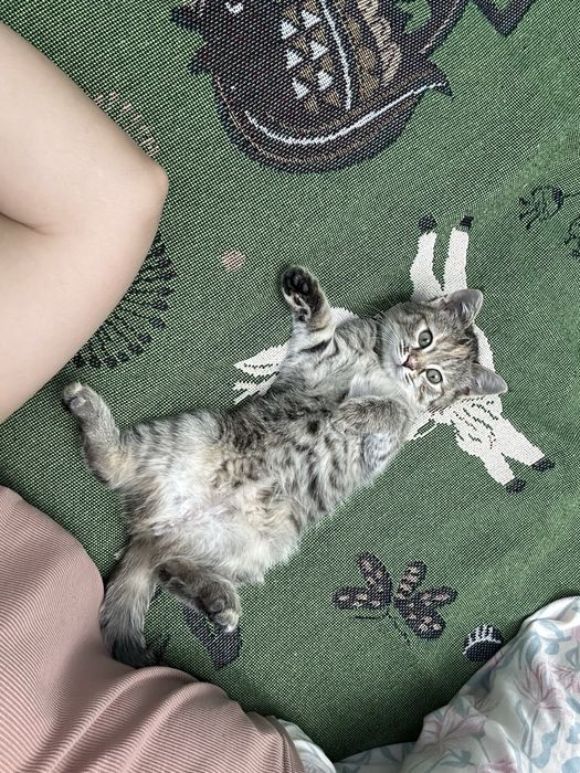 Кошка ищет новый дом!