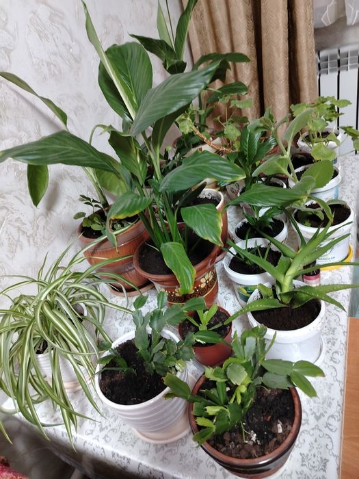 Комнатные цветы все по 1500.