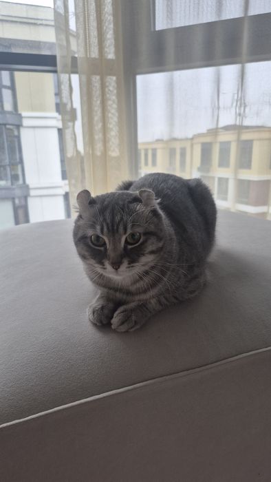 Отдам кота в хорошие, добрые  руки