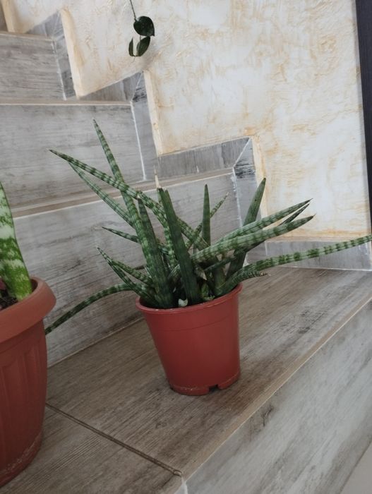 Комнатные цветы. Сансевиерии.