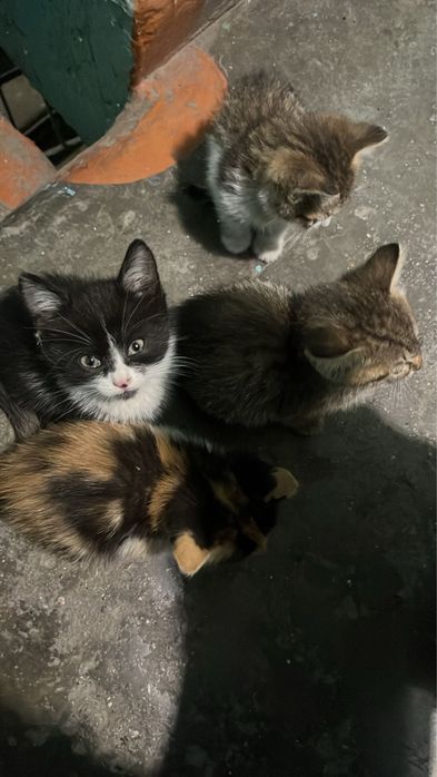 Котята в добрые руки