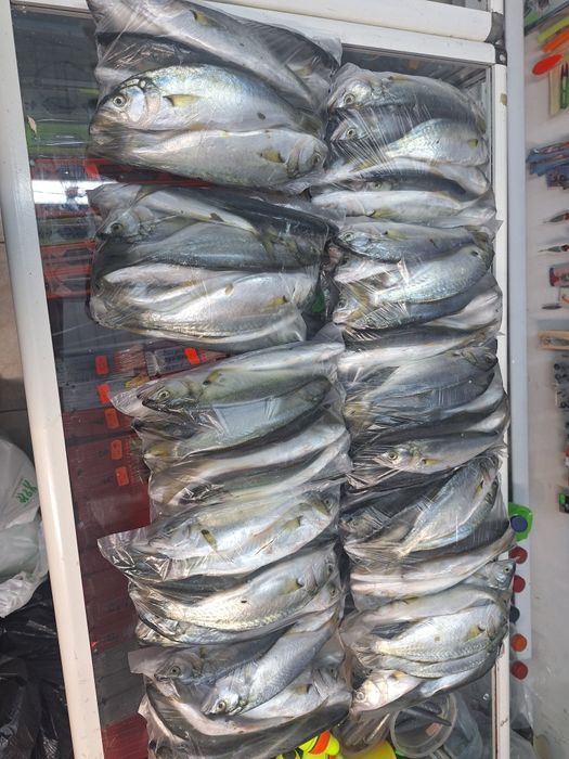 Паламуд чернокоп сафрид зарган и барбун