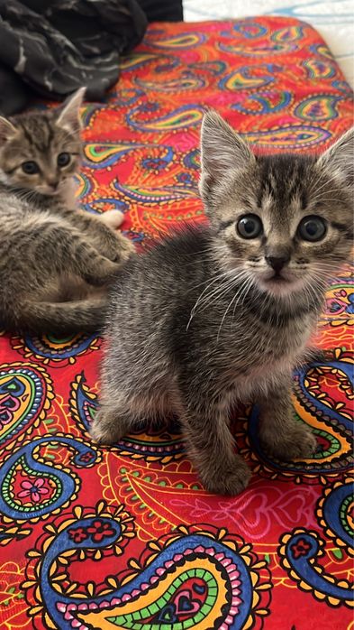 Бесплатно котят(девочки)