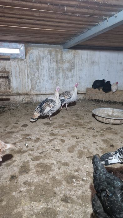 Молодые индюшки (срочная продажа)